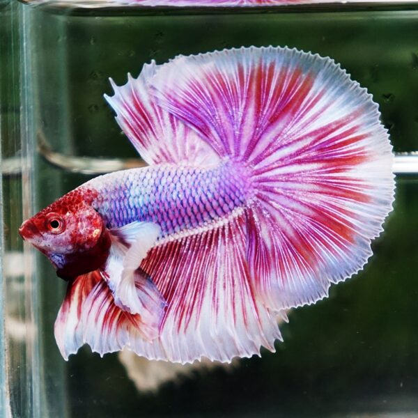 Betta Fish Pink Salamander Dumbo OHM (Comp Grade) - Image 6