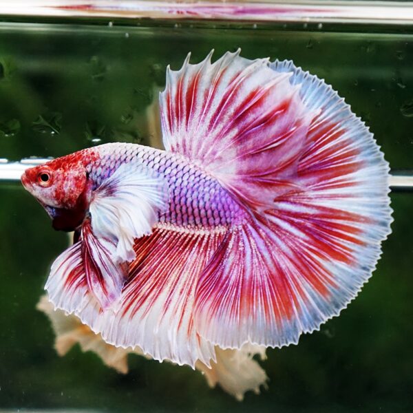 Betta Fish Pink Salamander Dumbo OHM (Comp Grade) - Image 8