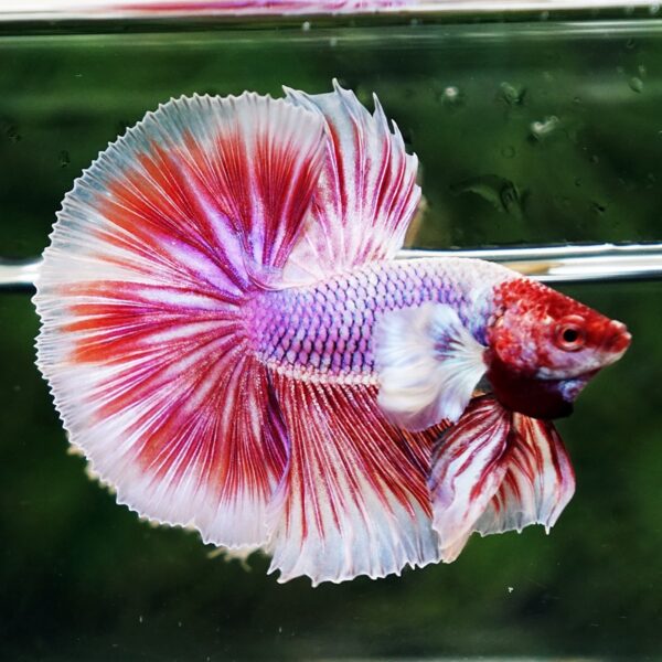 Betta Fish Pink Salamander Dumbo OHM (Comp Grade) - Image 2