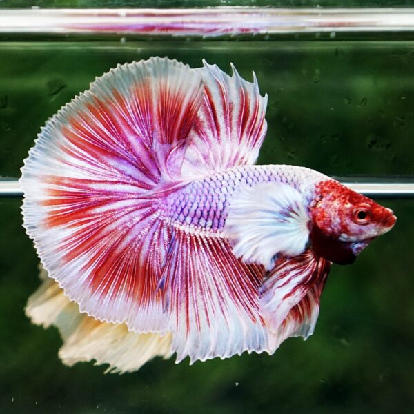 Betta Fish Pink Salamander Dumbo OHM (Comp Grade) - Image 5