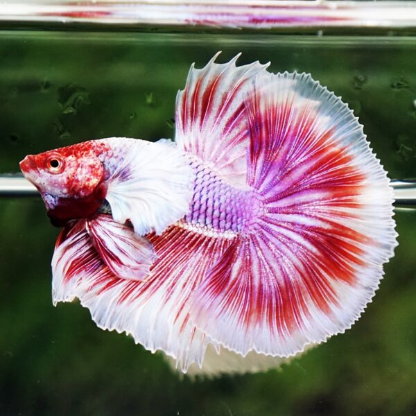 Betta Fish Pink Salamander Dumbo OHM (Comp Grade) - Image 3