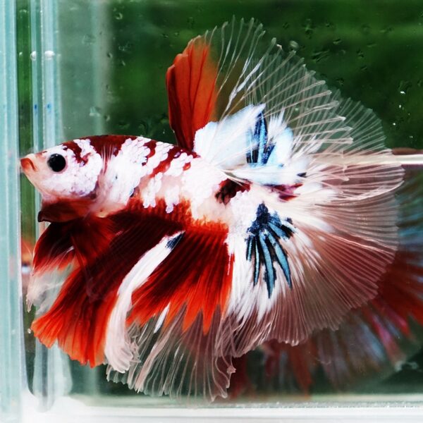 Betta Fish Koi Galaxy Sky Hawk OHM - Image 4