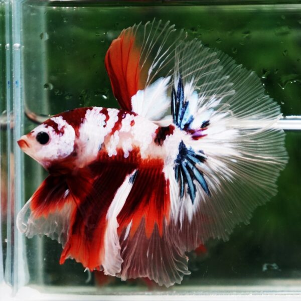 Betta Fish Koi Galaxy Sky Hawk OHM - Image 6