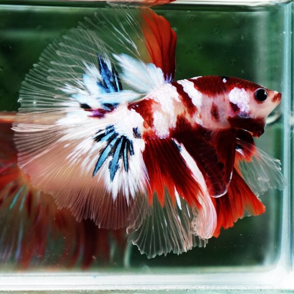 Betta Fish Koi Galaxy Sky Hawk OHM - Image 3