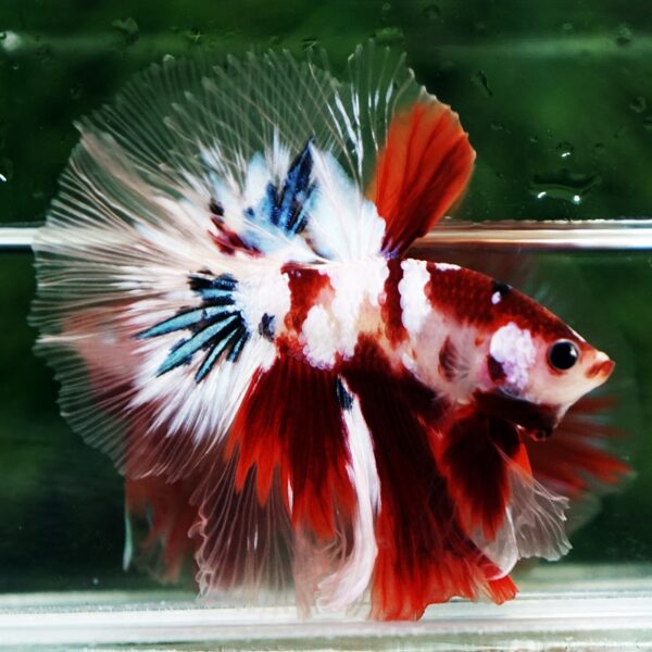 Betta Fish Koi Galaxy Sky Hawk OHM - Image 5