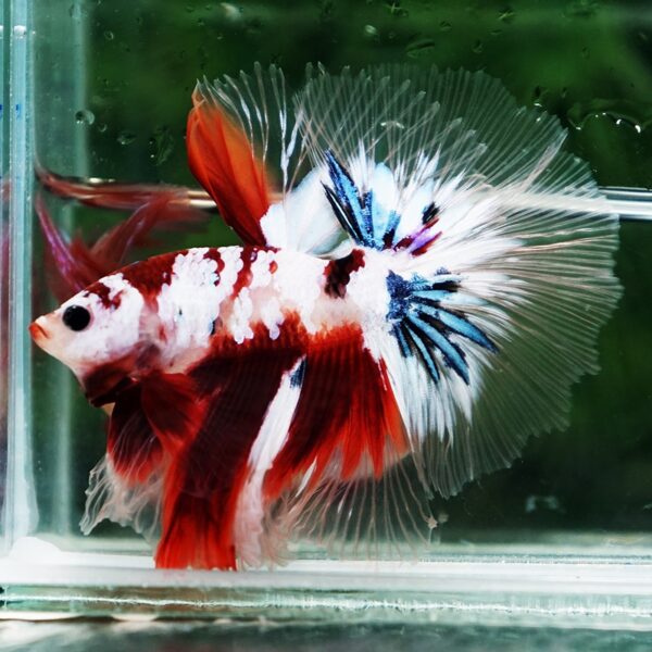 Betta Fish Koi Galaxy Sky Hawk OHM - Image 2