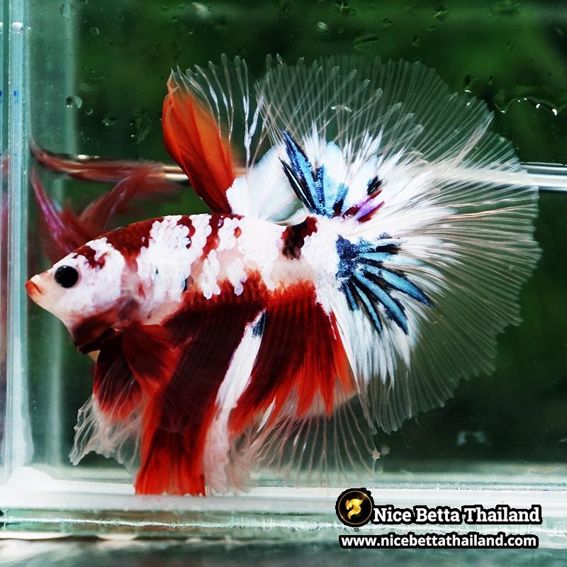 Betta Fish Koi Galaxy Sky Hawk OHM