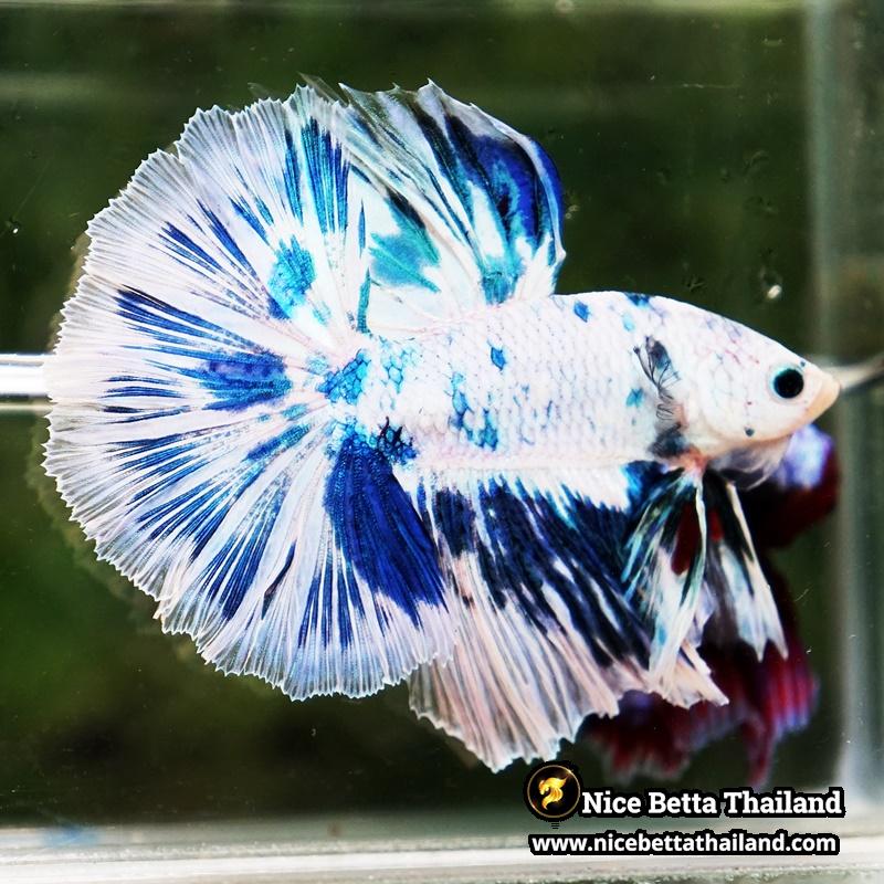 Betta Fish Prince of The Frozen OHM