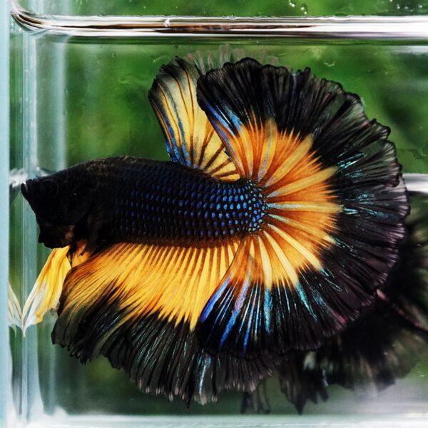 Betta Fish Black Pumkin Mustard Gas Butterfly Sky Hawk OHM - Image 5