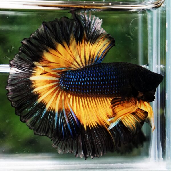 Betta Fish Black Pumkin Mustard Gas Butterfly Sky Hawk OHM - Image 4