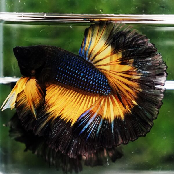 Betta Fish Black Pumkin Mustard Gas Butterfly Sky Hawk OHM - Image 3