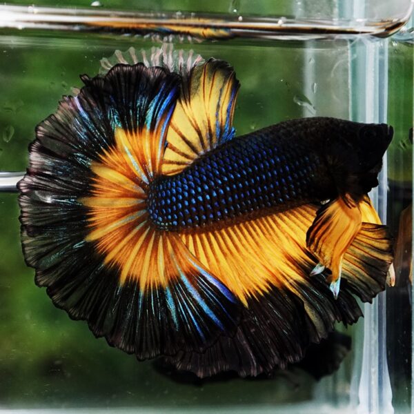 Betta Fish Black Pumkin Mustard Gas Butterfly Sky Hawk OHM - Image 6