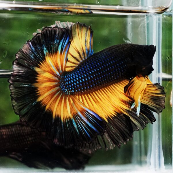 Betta Fish Black Pumkin Mustard Gas Butterfly Sky Hawk OHM - Image 2