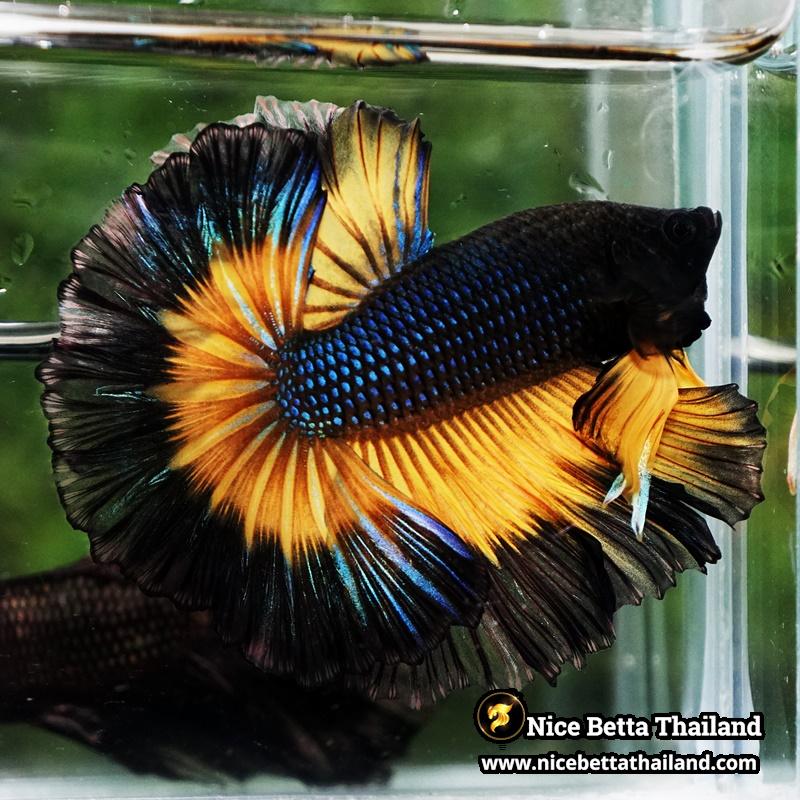 Betta Fish Black Pumkin Mustard Gas Butterfly Sky Hawk OHM