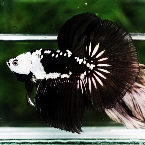 Betta fish Killer Shadow Black Star Samurai (Ultra Rare) HM - Image 5