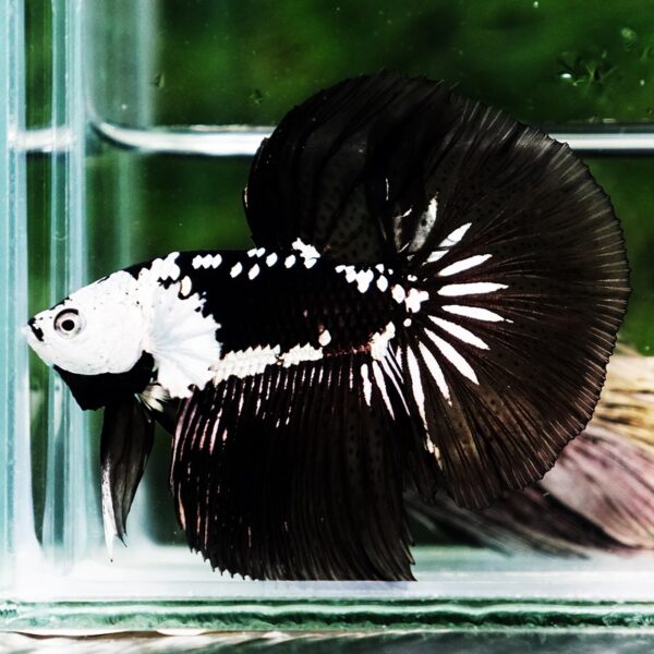 Betta fish Killer Shadow Black Star Samurai (Ultra Rare) HM - Image 3