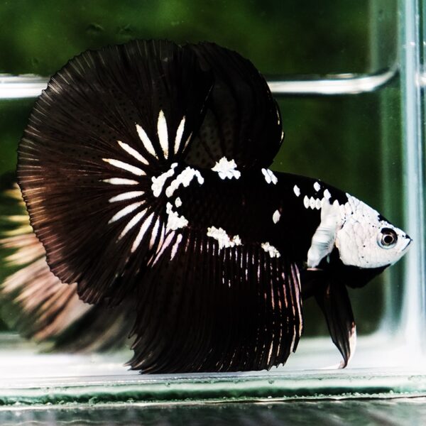 Betta fish Killer Shadow Black Star Samurai (Ultra Rare) HM - Image 6