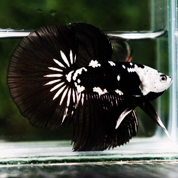 Betta fish Killer Shadow Black Star Samurai (Ultra Rare) HM - Image 4