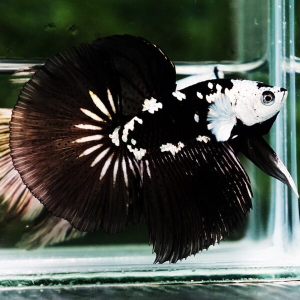 Betta fish Killer Shadow Black Star Samurai (Ultra Rare) HM - Image 2