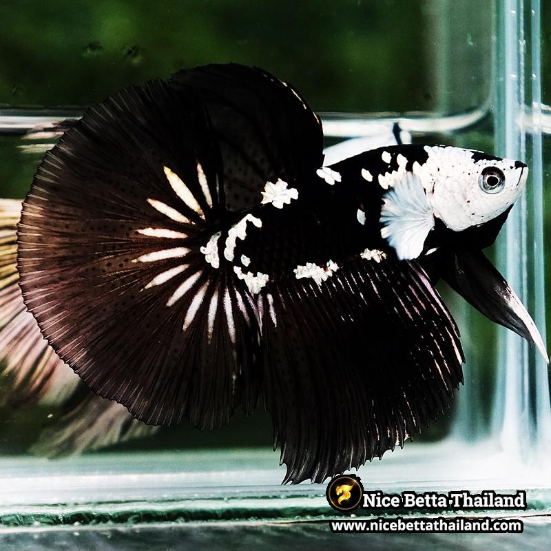 Betta fish Killer Shadow Black Star Samurai (Ultra Rare) HM