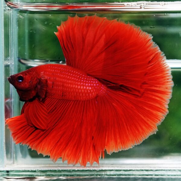 Betta Fish Big Red Sky Hawk HM - Image 4