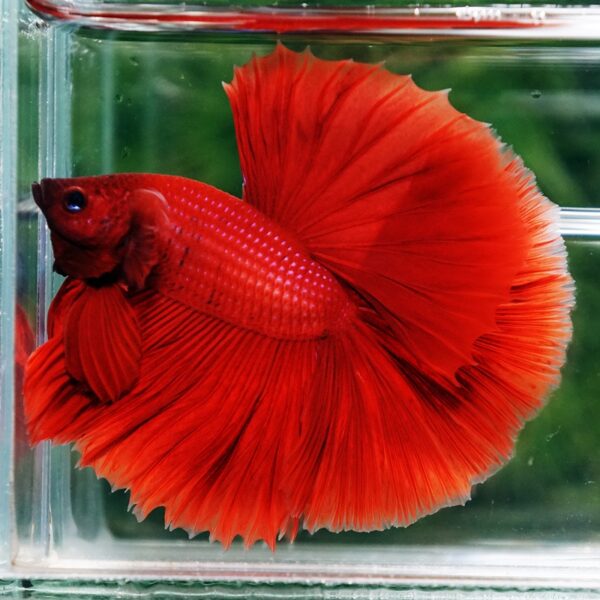 Betta Fish Big Red Sky Hawk HM - Image 5