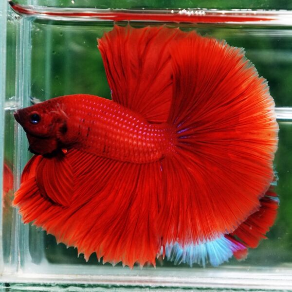 Betta Fish Big Red Sky Hawk HM - Image 6