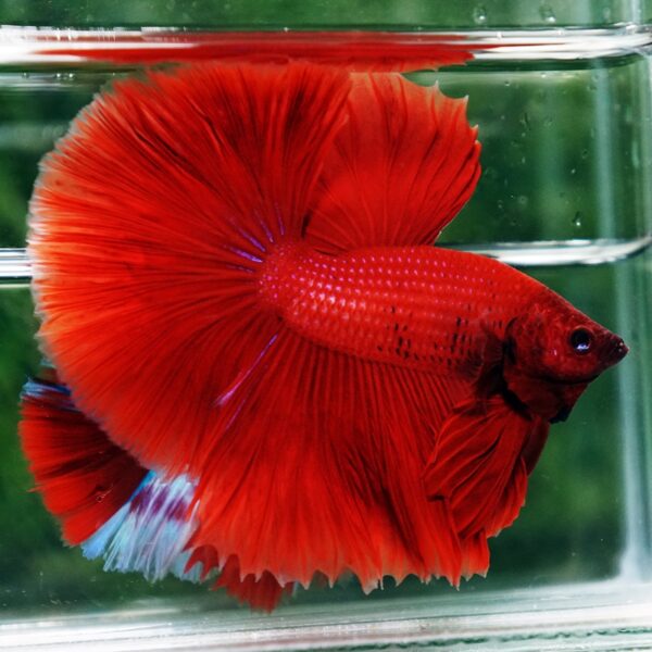 Betta Fish Big Red Sky Hawk HM - Image 3