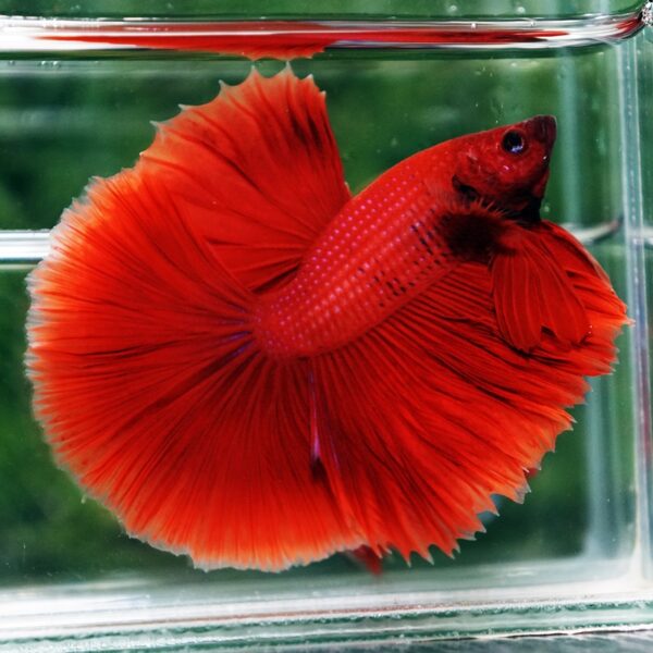 Betta Fish Big Red Sky Hawk HM - Image 2