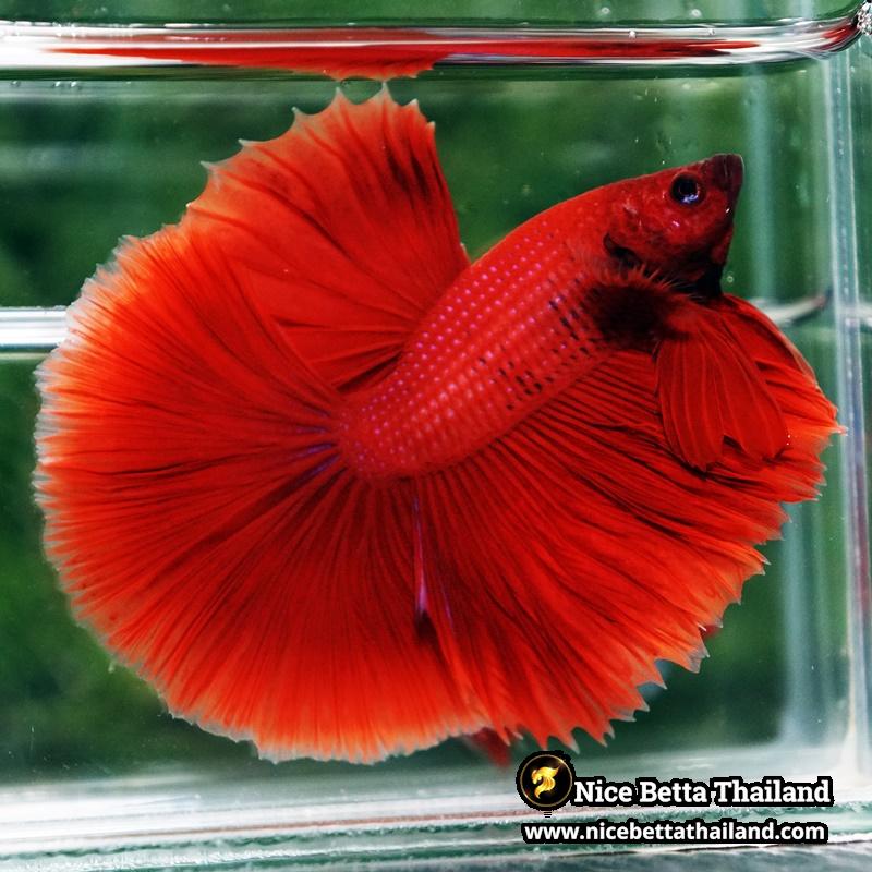 Betta Fish Big Red Sky Hawk HM