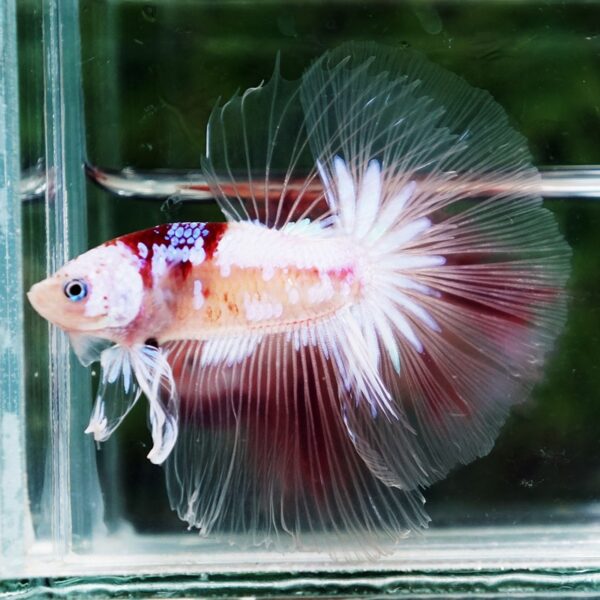 Betta Fish Tenjo Koi White Star OHM - Image 3