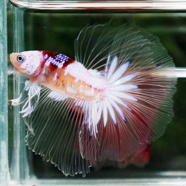 Betta Fish Tenjo Koi White Star OHM - Image 4