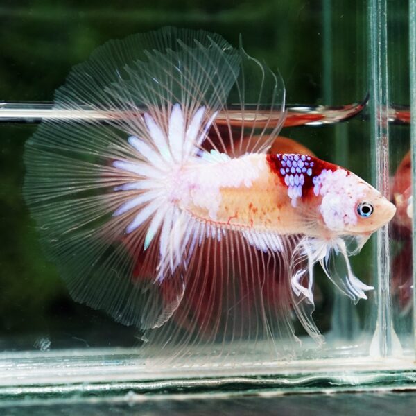 Betta Fish Tenjo Koi White Star OHM - Image 5