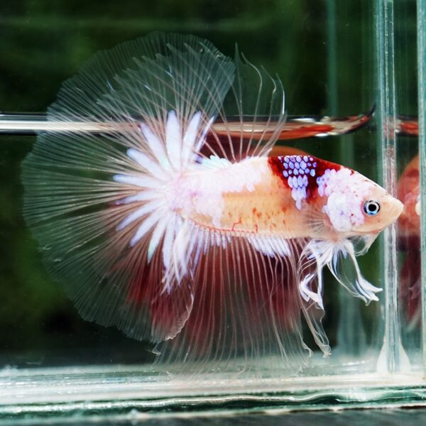 Betta Fish Tenjo Koi White Star OHM - Image 7