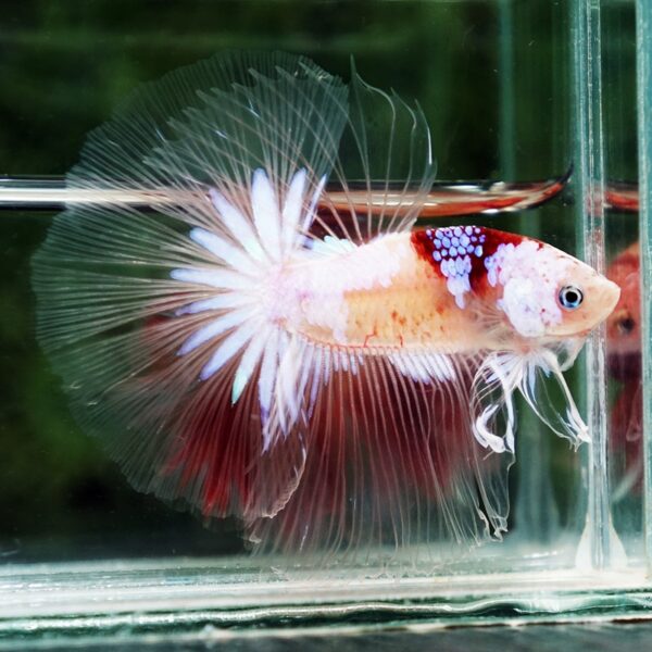 Betta Fish Tenjo Koi White Star OHM - Image 2