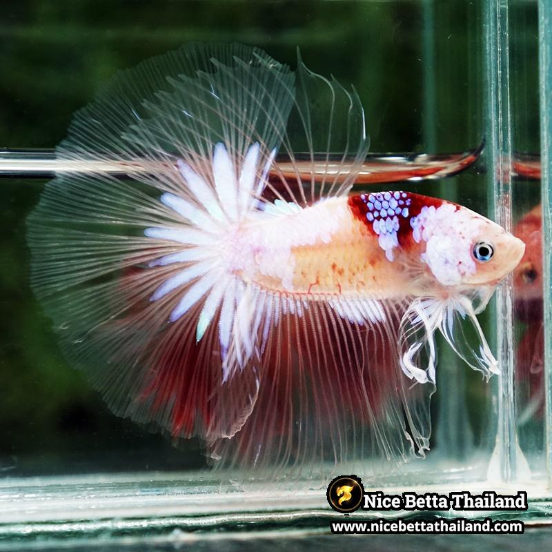 Betta Fish Tenjo Koi White Star OHM