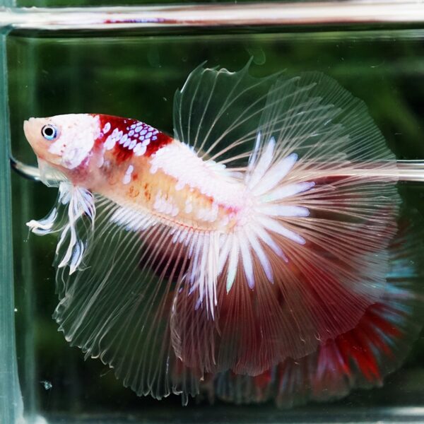 Betta Fish Tenjo Koi White Star OHM - Image 6