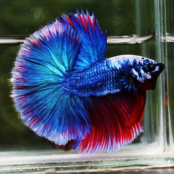 Betta Fish Fancy Deep Sea Monster Sky Hawk OHM - Image 3