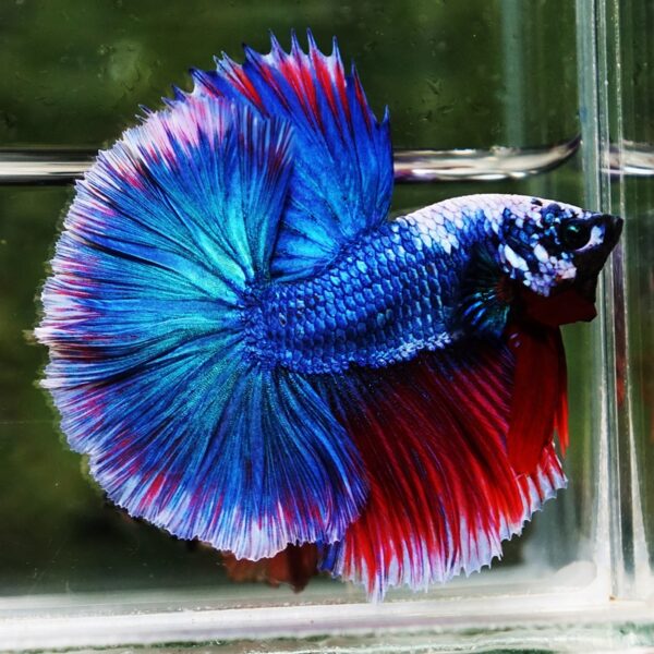 Betta Fish Fancy Deep Sea Monster Sky Hawk OHM - Image 5