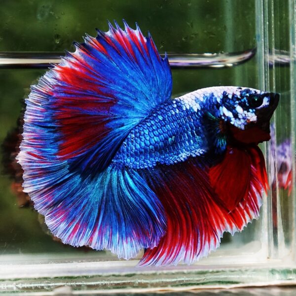 Betta Fish Fancy Deep Sea Monster Sky Hawk OHM - Image 7