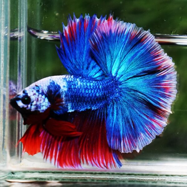 Betta Fish Fancy Deep Sea Monster Sky Hawk OHM - Image 2