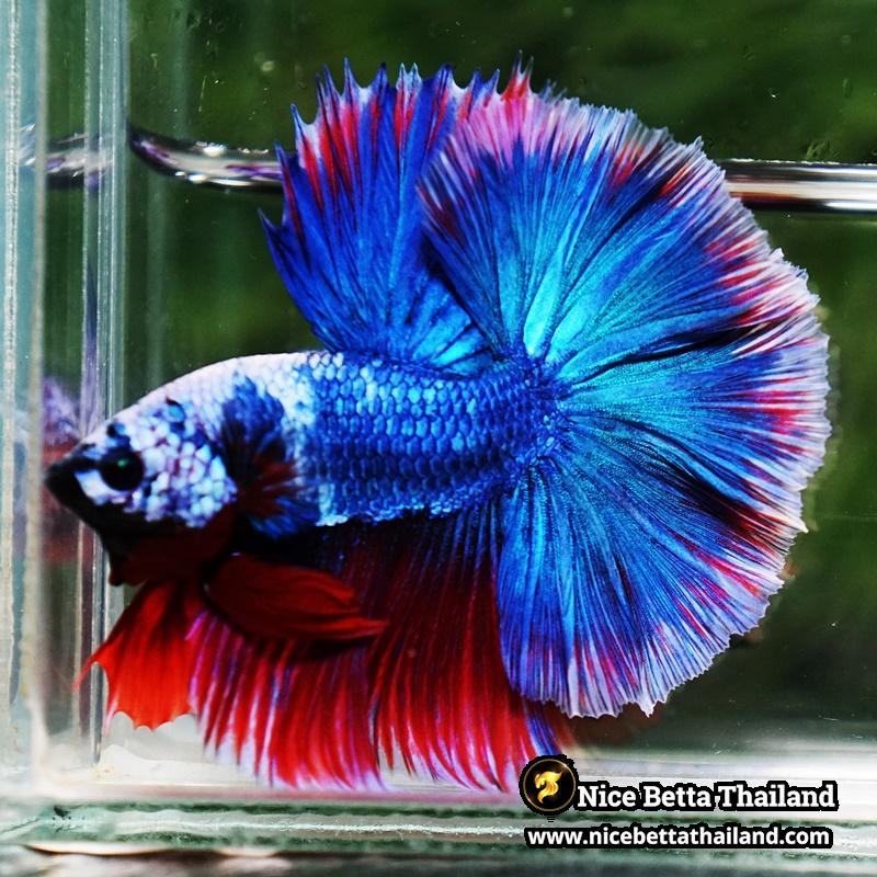 Betta Fish Fancy Deep Sea Monster Sky Hawk OHM