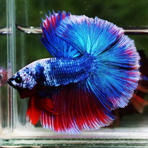 Betta Fish Fancy Deep Sea Monster Sky Hawk OHM - Image 4