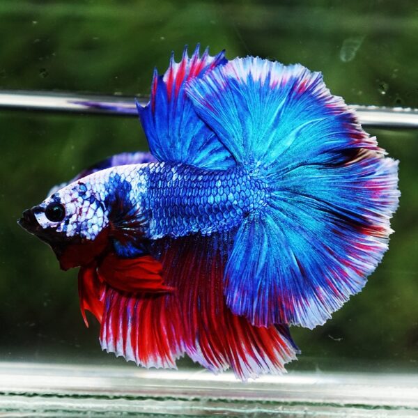 Betta Fish Fancy Deep Sea Monster Sky Hawk OHM - Image 6