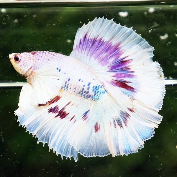 Betta Fish Full Moon Magical Fancy Purple Marble Dumbo DTHM - Image 4