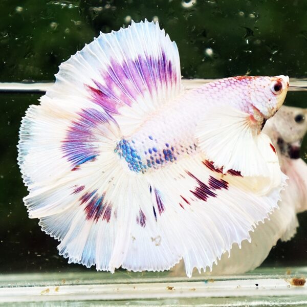 Betta Fish Full Moon Magical Fancy Purple Marble Dumbo DTHM - Image 3