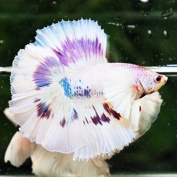 Betta Fish Full Moon Magical Fancy Purple Marble Dumbo DTHM - Image 5