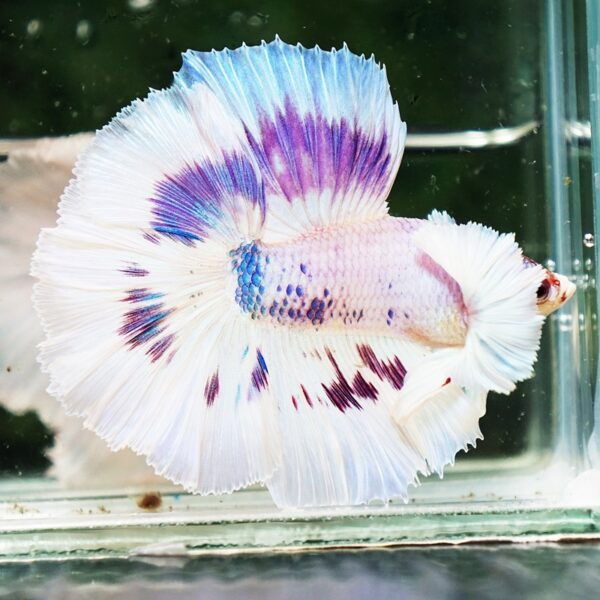 Betta Fish Full Moon Magical Fancy Purple Marble Dumbo DTHM - Image 7