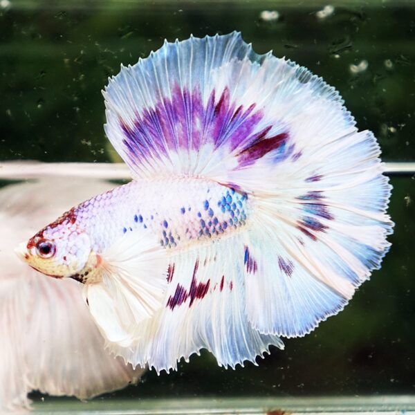 Betta Fish Full Moon Magical Fancy Purple Marble Dumbo DTHM - Image 2