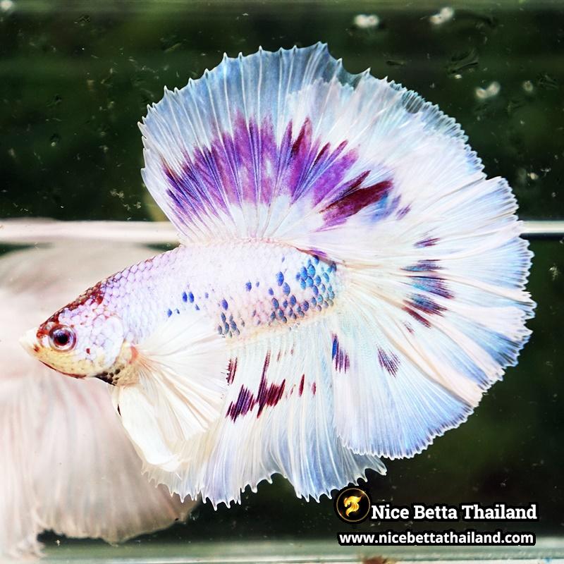 Betta Fish Full Moon Magical Fancy Purple Marble Dumbo DTHM